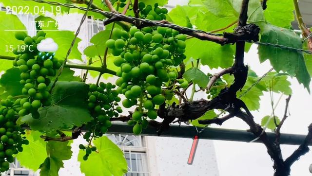 这是一份来自今日头条的居家种菜指南,请查收