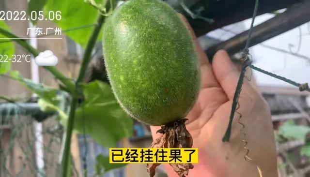 这是一份来自今日头条的居家种菜指南,请查收